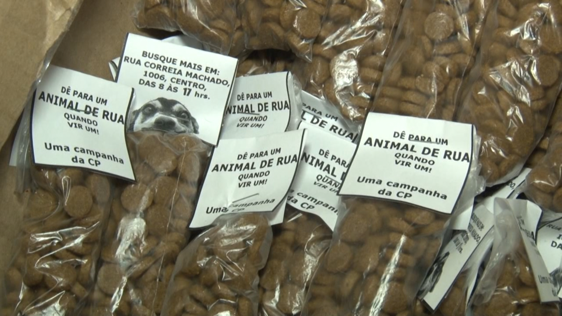 Boa ideia: porções de ração são distribuídas em semáforos